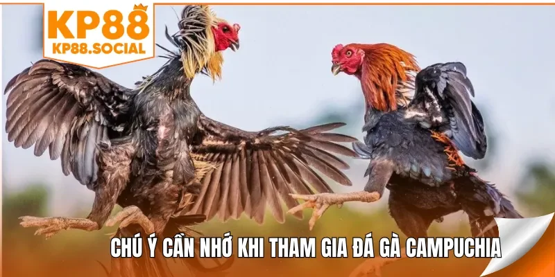 Chú ý cần nhớ khi tham gia đá gà Campuchia