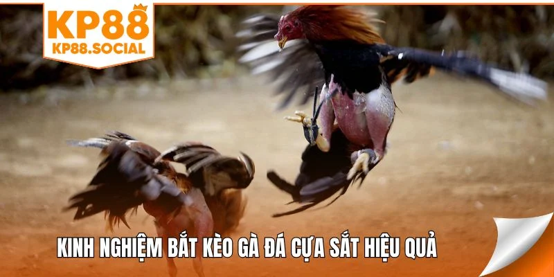 Kinh nghiệm bắt kèo gà đá cựa sắt hiệu quả