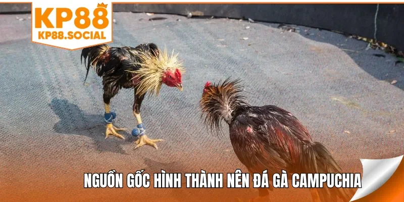 Nguồn gốc hình thành nên đá gà Campuchia